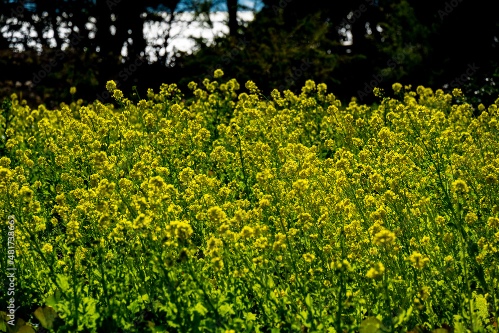 Obraz premium 菜の花
