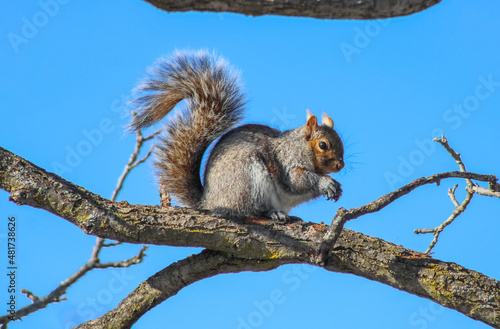 Squirrel at Niagara on the Lake, Ontario, Canada