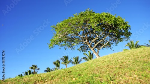 Wallpaper Mural Beautiful tree on the slope of a green hill. Top palm trees and clear blue sky Torontodigital.ca