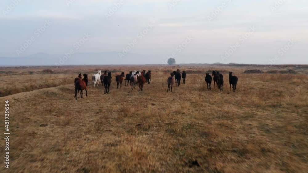 Rear View Of Wild Horses Running In Kayseri Area In Turkey - drone shot Rear View Of Wild Horses Running In Kayseri Area In Turkey - drone shot