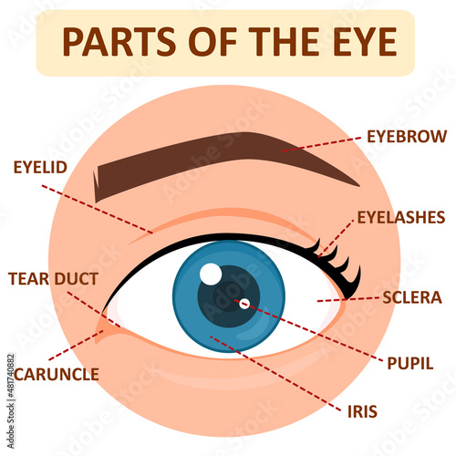 parts of human eye photo