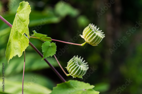 Abutilon indicum
