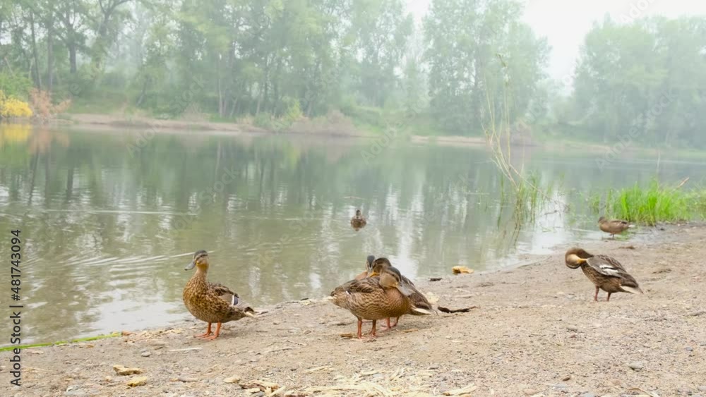 Group of ducks swim, walk, clean feathers in city pond. Ducks family live in pond. Group of ducks swim, walk, clean feathers in city pond. Ducks family live in pond.