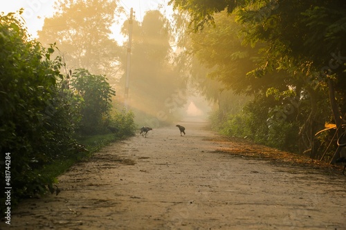 walk in the park