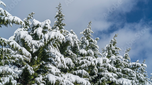 Snow Covered Coniferous Trees