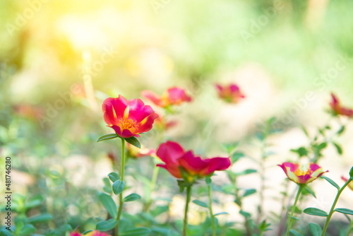 Flower red or scarlet color in garden © NongEngEng