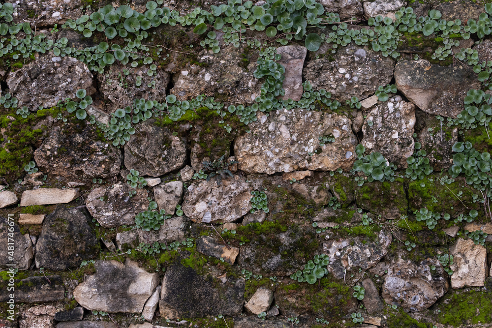 Background of brown-gray stone wall with leaves and moss . Pattern of slate wall texture and background
