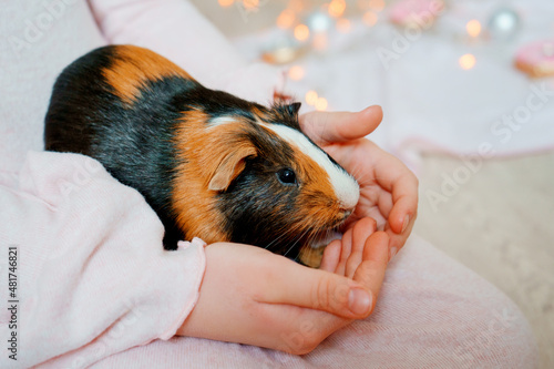Adorable cavy guinea pig sitting on little girl`s hands indoors. Christmas lights on background. Children`s and pet`s friendship. Horizontal shot