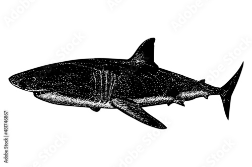 shark hand drawing isolated on white background