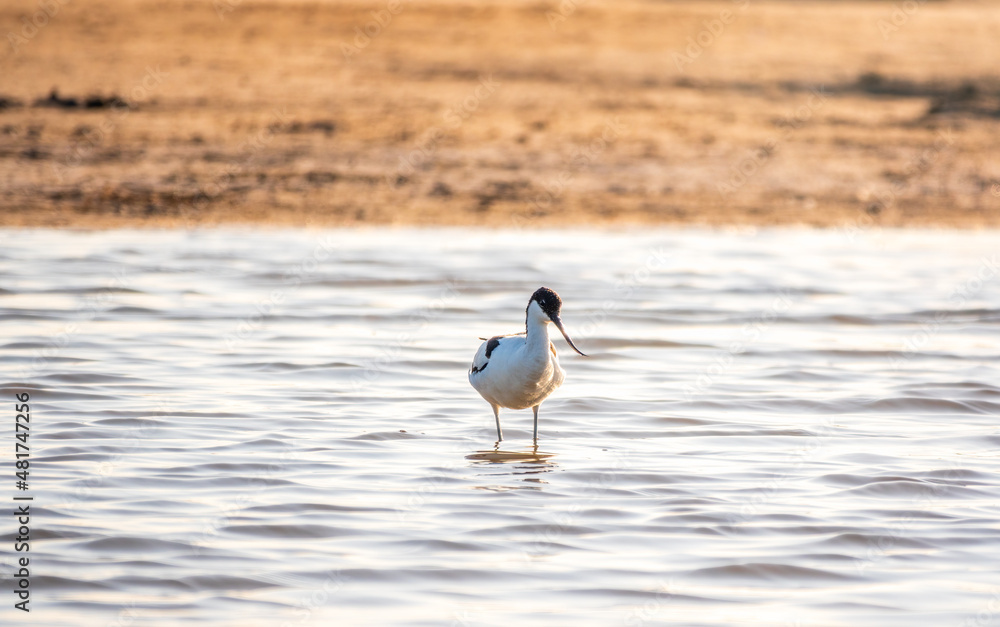 Obraz premium Water bird pied avocet, Recurvirostra avosetta, feeding in the lake. The pied avocet is a large black and white wader with long, upturned beak