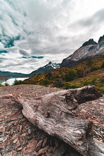 Driftwood in the mountains