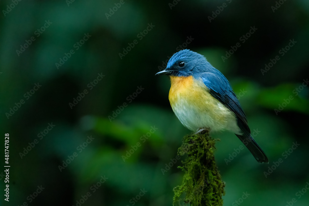 Indochinese Blue Flycatcher perching on top of the perch