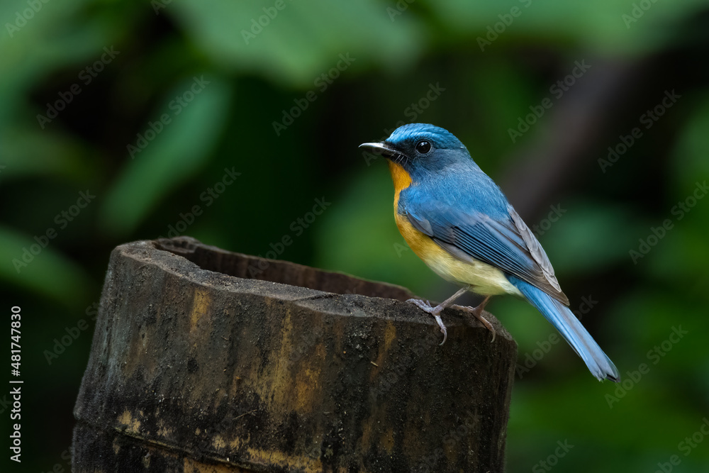 Indochinese Blue Flycatcher perching on bamboo trunk