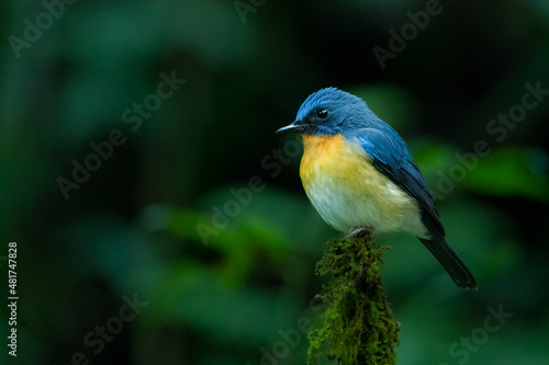 Indochinese Blue Flycatcher perching on top of the perch © phichak