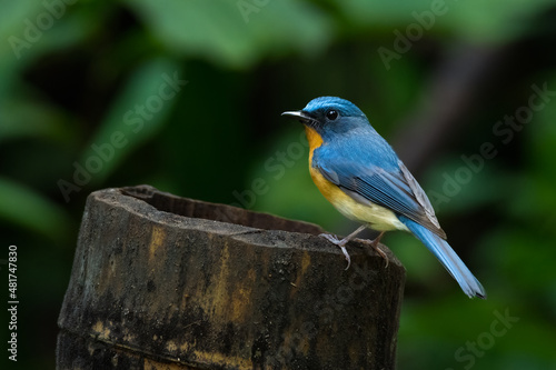 Indochinese Blue Flycatcher perching on bamboo trunk © phichak