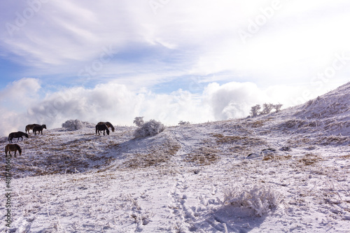 Horses on the snow covered mountains