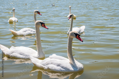 A large flock of graceful white swans swims in the lake.  swans in the wild