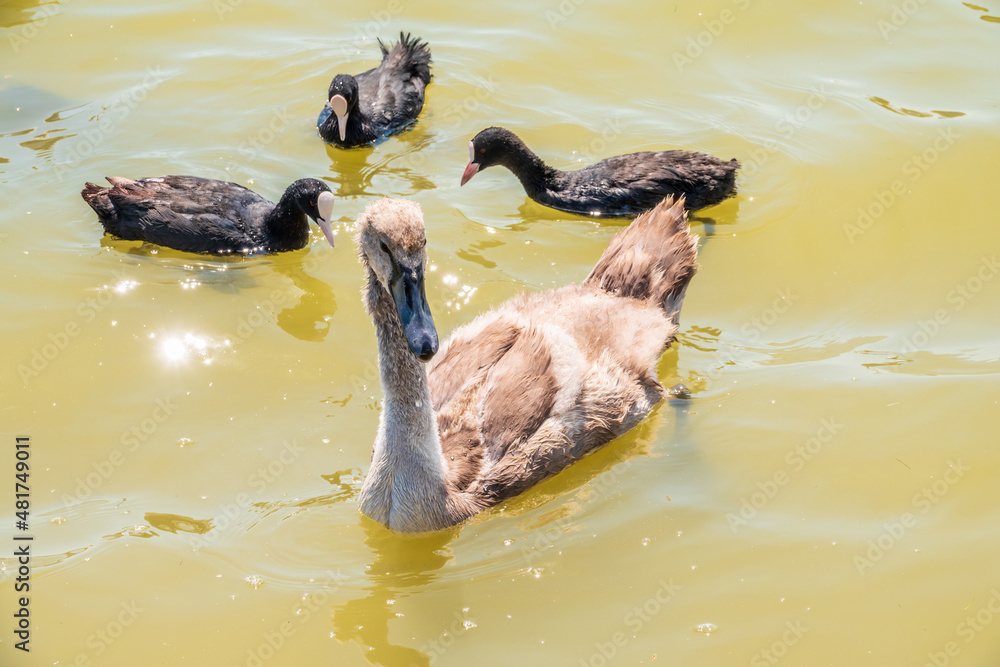 Fototapeta premium Beautiful baby cygnet mute swan fluffy grey and white chicks. Springtime new born wild swans birds in pond. Young swans swmming in a lake.