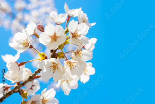 Cherry blossoms in full bloom in spring background image 