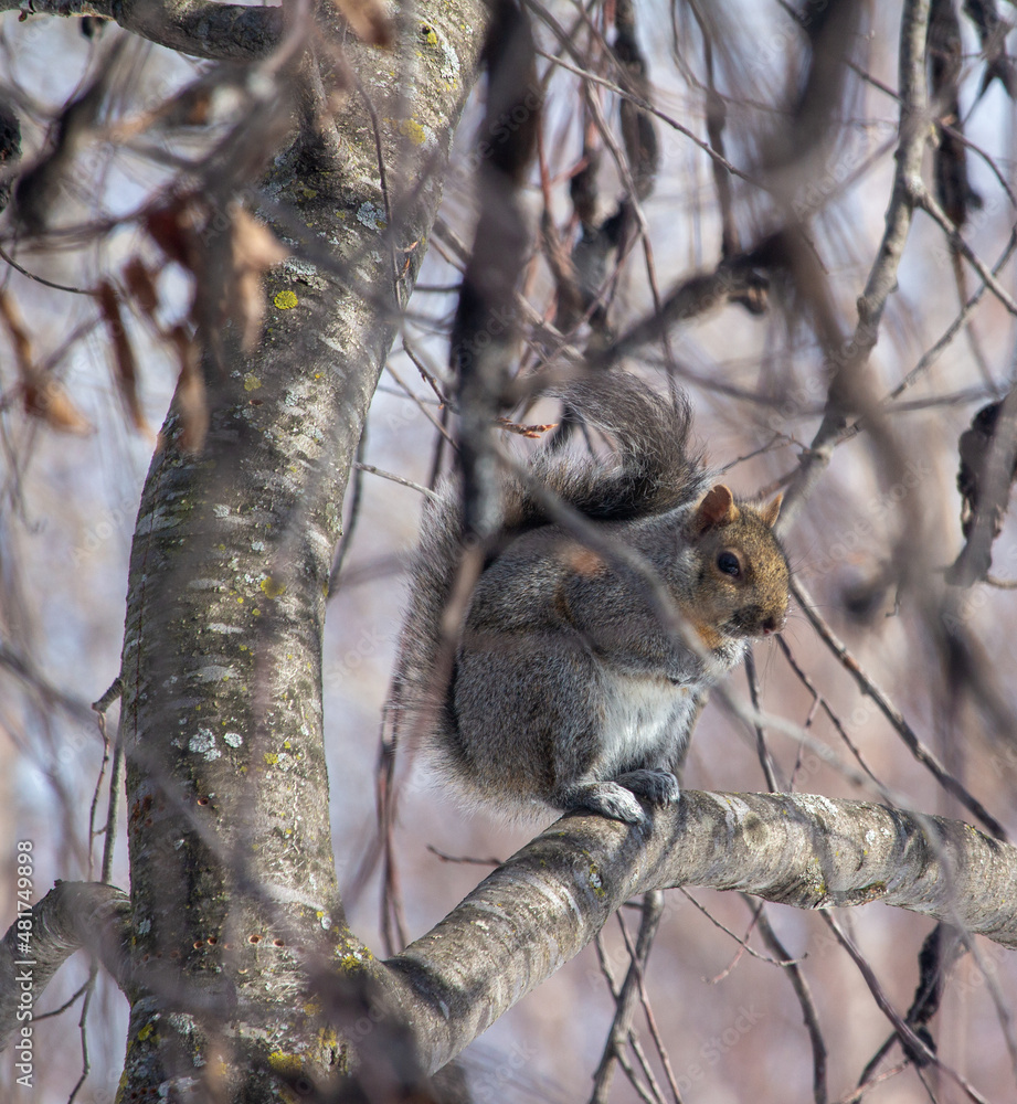 Close up humorous view of a cold gray squirrel, huddling on the branch of a tree, looking at the camera Close up humorous view of a cold gray squirrel, huddling on the branch of a tree, looking at the camera