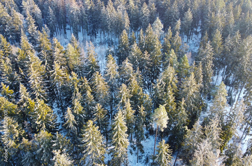 Top view of a winter forest landscape with pines and firs