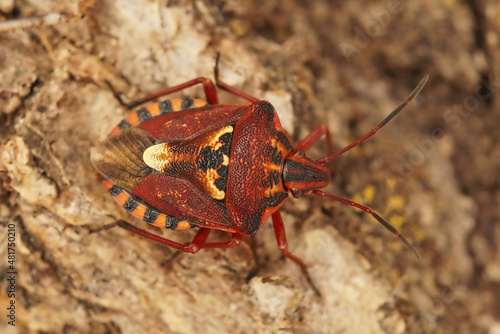 Closeup on a red colorful mediterranean shieldbug , Codophila varia sitting on the ground photo