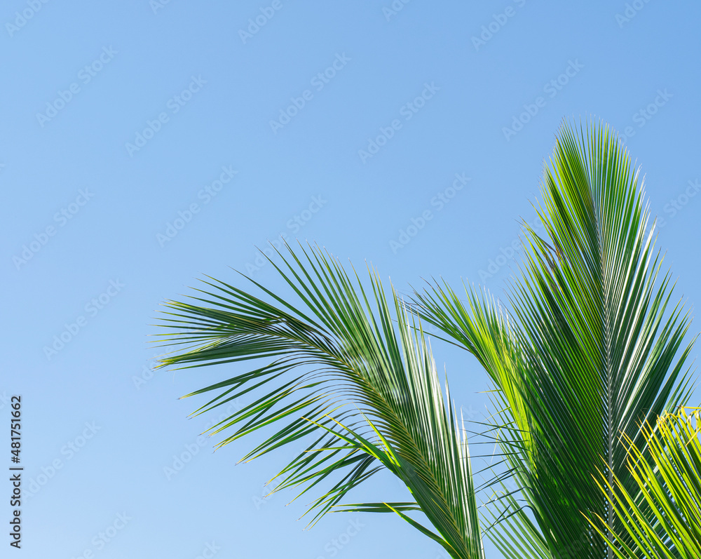 coconut leaves in the background of the sky