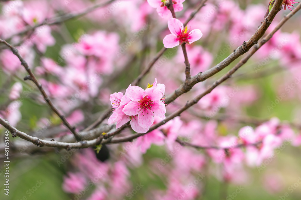 Lovely delicate pink flowers on peach branches in spring Lovely delicate pink flowers on peach branches in spring
