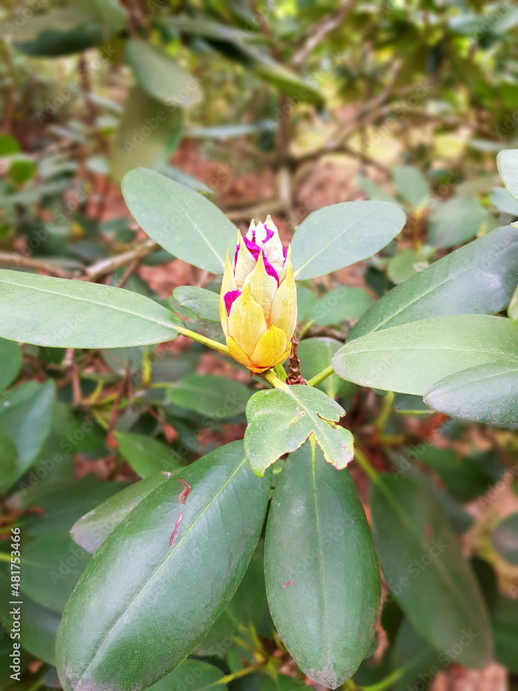 Rhododendron blooms in the garden. The rosebud of the plant against the background of large dark green leaves. Rhododendron blooms in the garden. The rosebud of the plant against the background of large dark green leaves.
