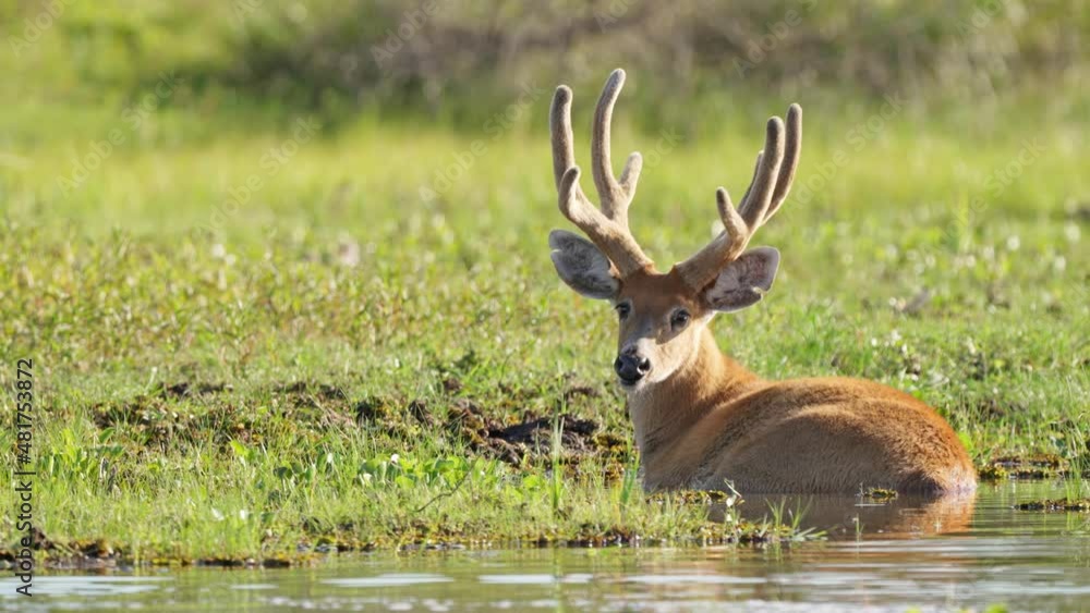 Male Marsh Deer in wetland park lies in shallow water to cool off; slowmo