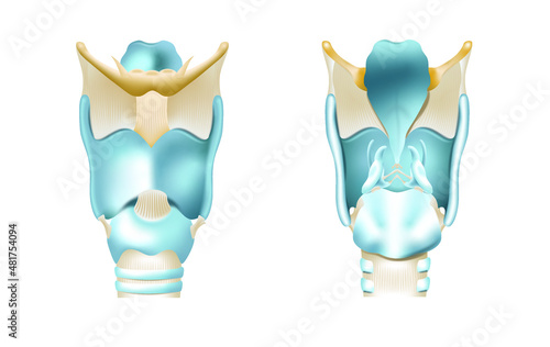 Larynx