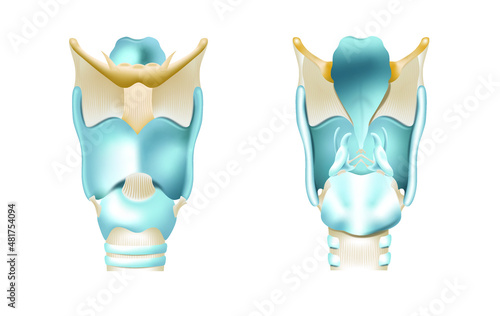 Larynx photo