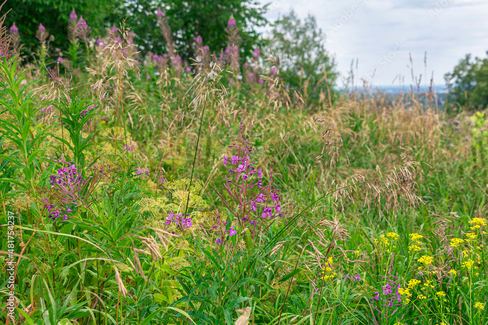 Beautiful mountains landscape with various herbs and grass. Fields with blooming Sally growing in mountains. Ural mountain