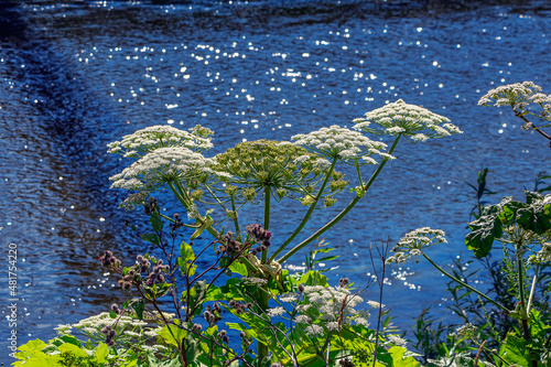 Hogweed (Heracleum) is genus of plants of Umbelliferae family. Weed plant of blue river.. photo