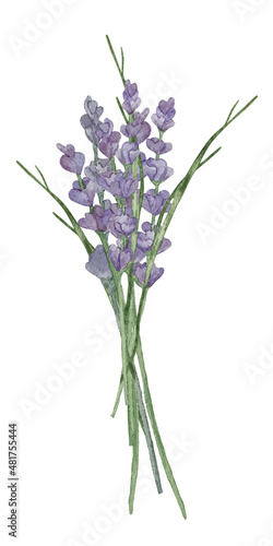 Watercolor wildflower purple lavander bouquet with flower and branches.