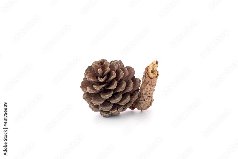 Pine Cone isolated on White Background Pine Cone isolated on White Background