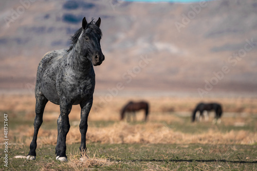 Onaqui Blue Raon Stallion © Meaghanne Scheering