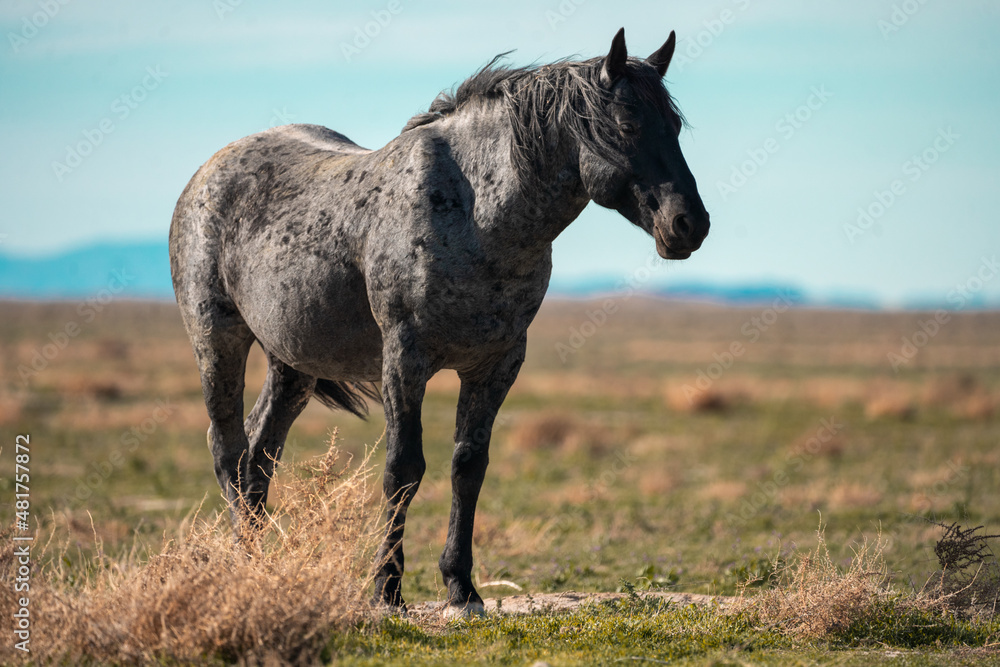 Fototapeta premium Onaqui Blue Roan Stallion