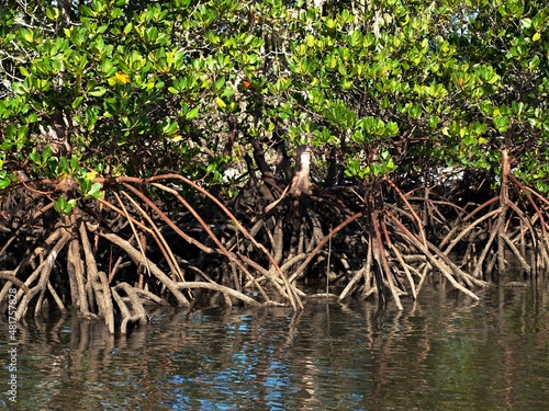 Tropical green saltwater Mangrove trees  at low tide.