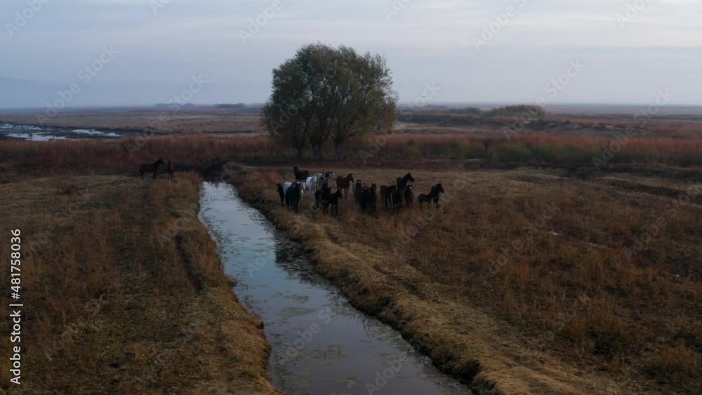 Group Of Horses Resting On A Scenic Farm In Kayseri, Turkey During Sunrise - aerial drone shot Group Of Horses Resting On A Scenic Farm In Kayseri, Turkey During Sunrise - aerial drone shot
