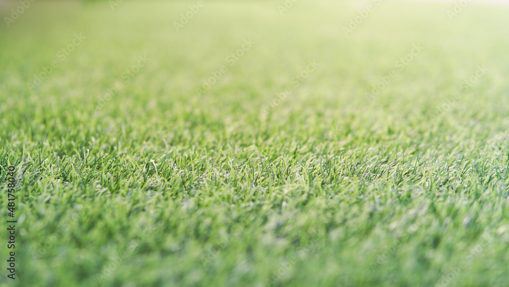 close up fresh green grass in front view with warm light use as background , wallpaper