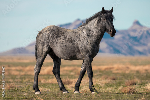 Onaqui Blue Roan Stallion © Meaghanne Scheering