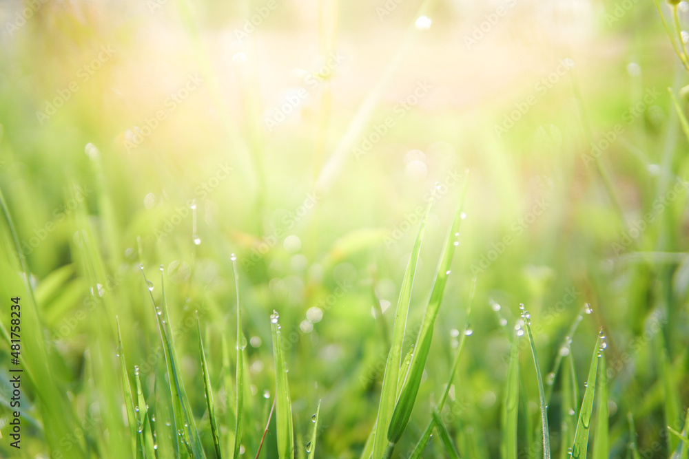natural fresh green grass soft focus in garden background with sunlight , wallpaper , copy space