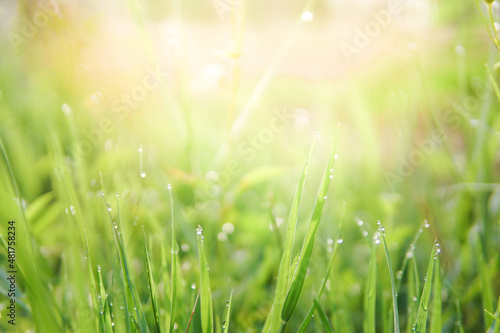 natural fresh green grass soft focus in garden background with sunlight , wallpaper , copy space