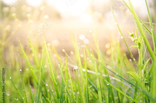 natural fresh green grass soft focus in garden warn light background with sunlight