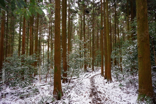 a winter forest covered with snow