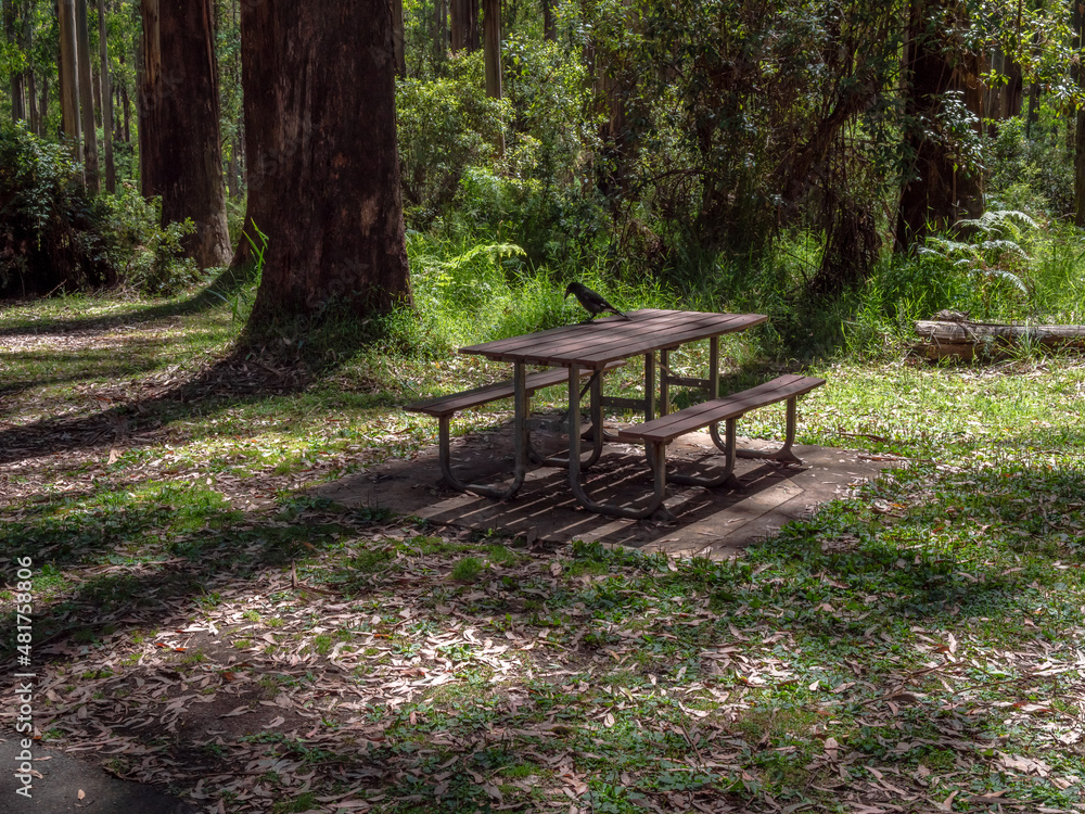Currawong On Table Currawong On Table
