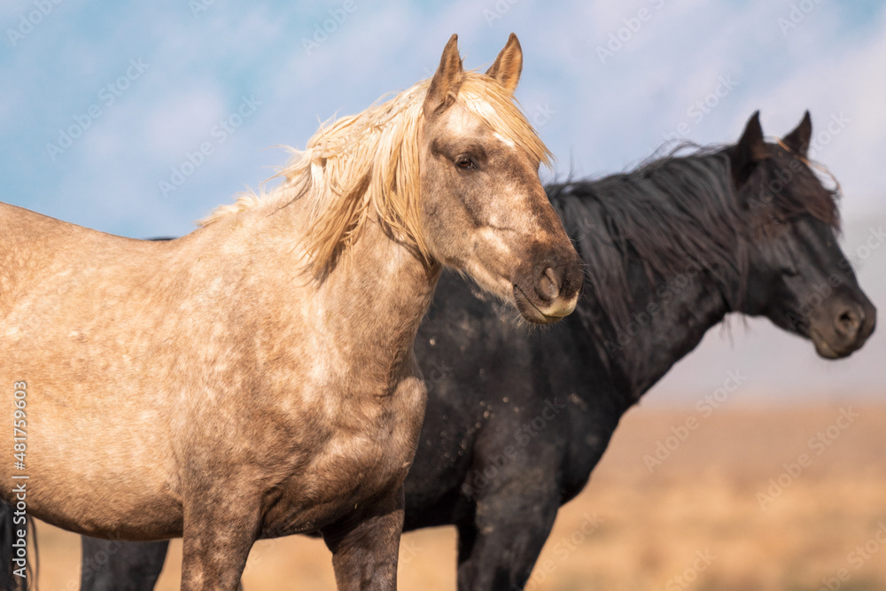 Fototapeta premium Onaqui Wild Horses