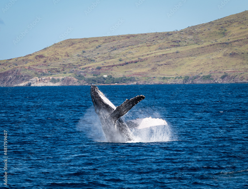 Fototapeta premium Photo of a humpback whale breaching out of the water off the coast of West Maui, Hawaii, in the U.S. during whale watching season.