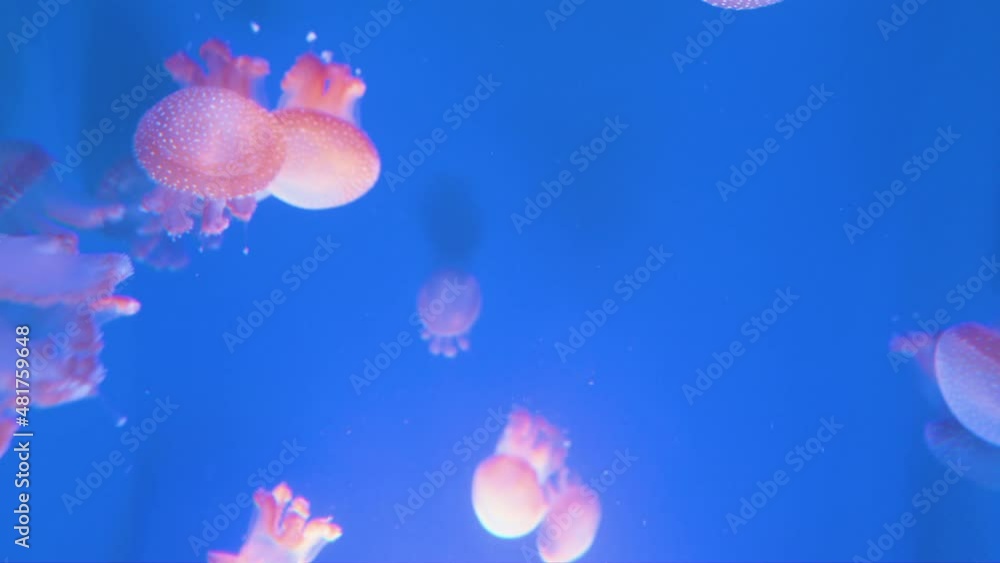 Jellyfish. Mysterious like a fairy translucent Jellyfish. Jellyfish. Mysterious like a fairy translucent Jellyfish.